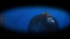 gorilla swimming meme