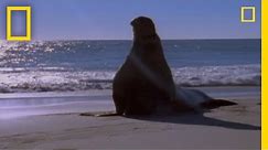 Elephant Seal vs. Elephant Seal | National Geographic