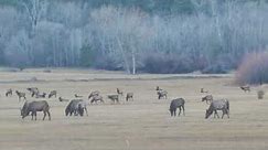 150 Elk, Largest Heard We've Seen Ever!!!
