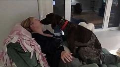 Dog loves his mommy! - German Shorthaired Pointer kissing/licking and being a lap dog!