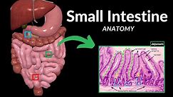 Small Intestine Anatomy (Parts, Topography, Structures, Layers)