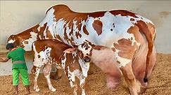 Worlds💥 Biggest Nelore Cows Breed || Beautiful 🐄 Cows In The World