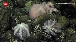 Rare octopus nursery discovered nearly 2 miles below the ocean surface