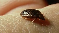 Paris suffering severe bedbug outbreak
