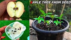 How To Grow Apple Tree From Seed Easily At Home | Growing Apple Tree Form Seed