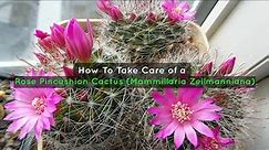 How To Take Care of a Rose Pincushion Cactus (Mammillaria Zeilmanniana)