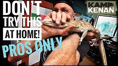 Monitor Lizards show their Intelligence (The Final Lesson)!