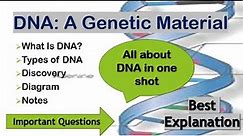 DNA/ Types of DNA/ Discovery/Diagrams/Notes/ Important questions/Easy explanation/Exam