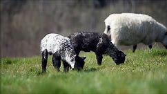 Two baby lambs frolicking in Arundel Park