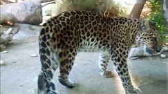 Leopard Steps on Something Sharp, Hurts Paw in The Living Desert