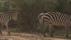 Zebra Breeders in Utah - America's Heartland