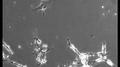 Neurons under microscope