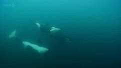 BBC Natural World: The Woman Who Swims With Killer Whales