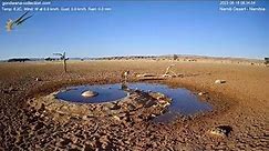 Extremely rare visitor to the Namib desert waterhole