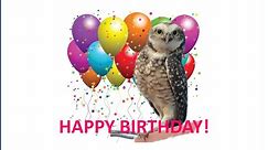 FUNNY BIRD Singing Happy Birthday