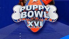 Puppy Bowl: Season 16 Episode 3 XVI