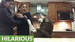 Needy husky gets super jealous of people hugging