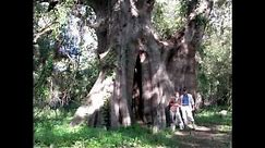 Worlds Largest Bald Cypress Tree, Louisiana