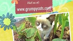 Grumpy Cat Meows!