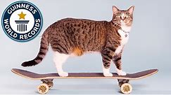 Most tricks by a cat in one minute - Guinness World Records