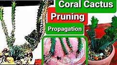Euphorbia Lactea Cristata Pruning, Propagation & Results | Coral Cactus Guide