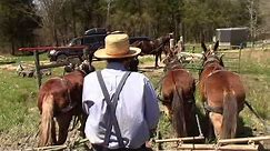 Farming with Mules in Kentucky with Titus Morris - OffGrid - Mule Team - Homesteading