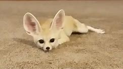 Fennec Fox Being Silly in a HUGE Room