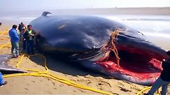 This Is Why Touching a Dead Whale Is So Dangerous