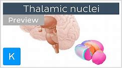 Thalamic nuclei: anatomy and functions (preview) - Human Neuroanatomy | Kenhub