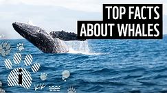 Top facts about whales | WWF