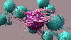 Dendritic Cell activate T cells, trigger immune responses, they are responsible of cells protection of the body.