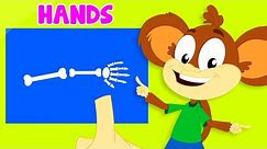 Bones In Your Body, Learning Videos and Nursery Rhymes for Kids