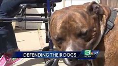 Owner Of Attacking Pit Bulls Speaks Out
