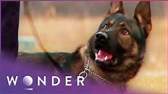 Dogs That Save Lives | K9 Mounties S1 EP1 | Wonder