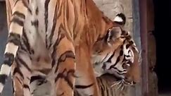 The Amur tigress hides her baby,,, 😍 #wildanimals #tiger #reelsviralシ | Amazing Animals