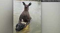 Man saves his dog from 'jacked' kangaroo