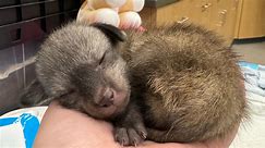 Fantastic Bat-Eared Fox! Cincinnati Zoo Welcomes Cutest New Arrival
