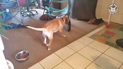 5 Dogs That Forgot How to Dog for a Second