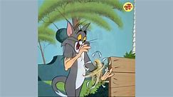 Tom Vs Little Dog | Tom and Jerry | Tom & Jerry Show | Cartoon Movies | Cartoon For All Ages | Cartoons |