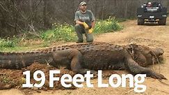 Largest Alligator Shot in Louisiana