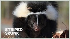 Skunk sounds - learn skunk noises! Mephitis mephitis