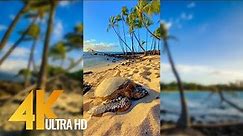 Vertical 4K Nature Film with Music - The Beauty of Big Island's Nature, Hawaii