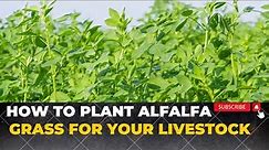 How To Grow Alfalfa Grass For Rabbits Cows sheep and Goats | Growing Lucerne Grass
