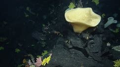Biodiversity Bonanza in Deep Sea Coral Gardens | Nautilus Live