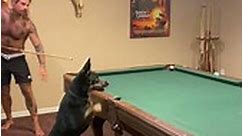 Blue Heeler learns to play pool by watching owner play!