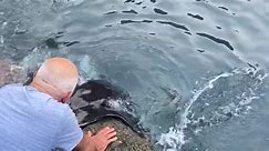 Feeding a Wild Manta Ray