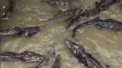Crocodile Eating Fish In The Water #20