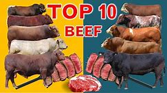 Top 10 Cattle Beef Breeds | Highest Average Daily Gain the World from Weaning to Yearling Age