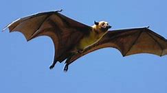 The Top 10 Largest Bats in the World in 2024