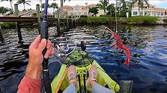 HOT BITE On The Tidal River With Shrimp Lure - Florida Inshore Kayak Fishing